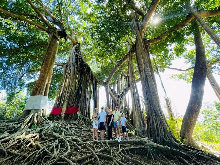 Święte Drzewo Nosy Be