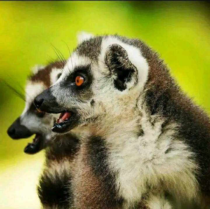 Lemuria Land Nosy Be