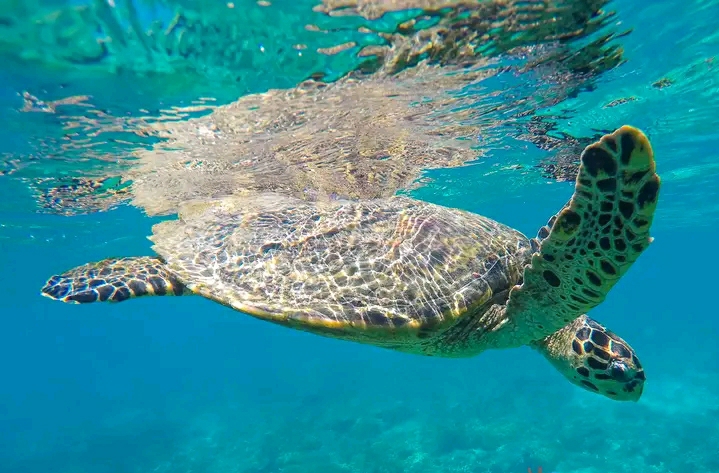 Żółw morski Nosy Sakatia